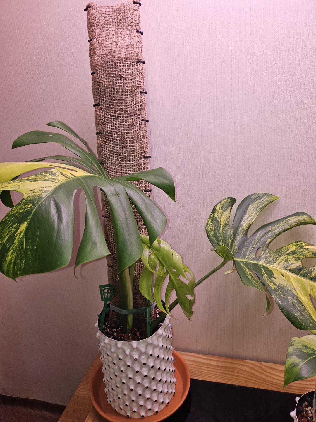 날이좋아서 식물이잘자라죠~