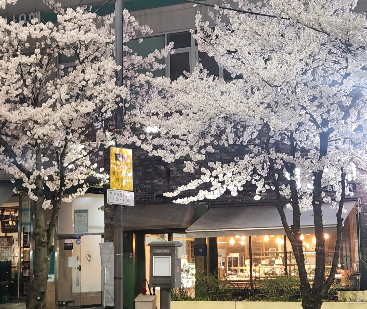 동네 산책 ..벚꽃