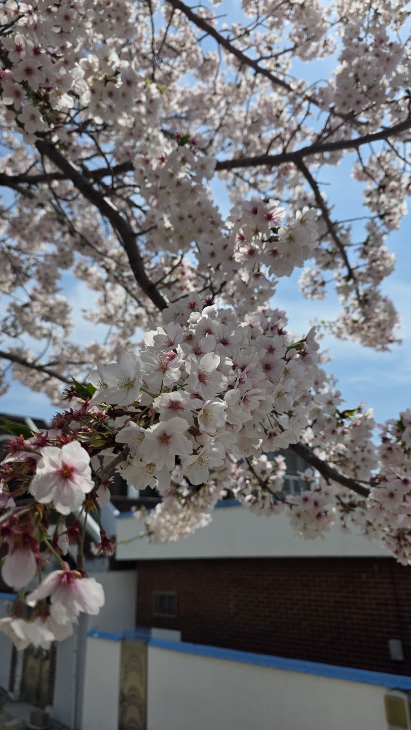 👍걱정했던 게 무색할 만큼 예쁜 진해 실시간입니다!