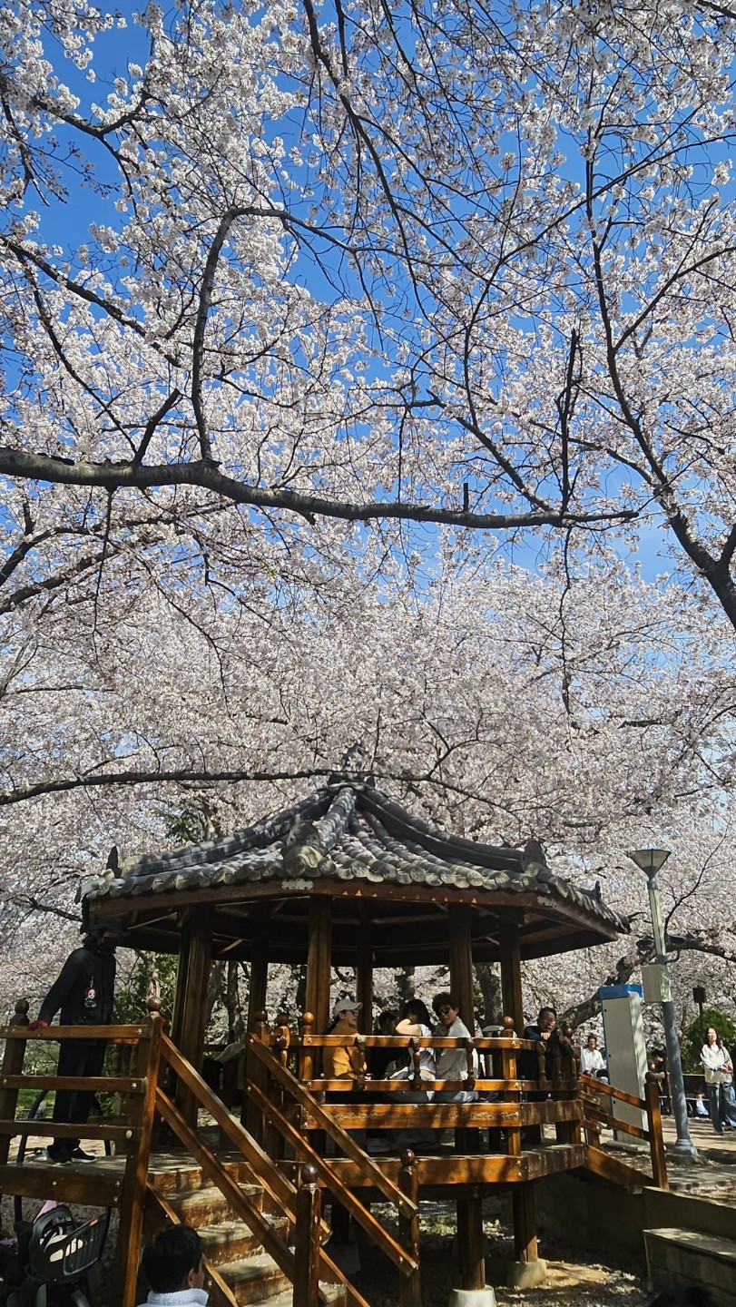 👍걱정했던 게 무색할 만큼 예쁜 진해 실시간입니다!