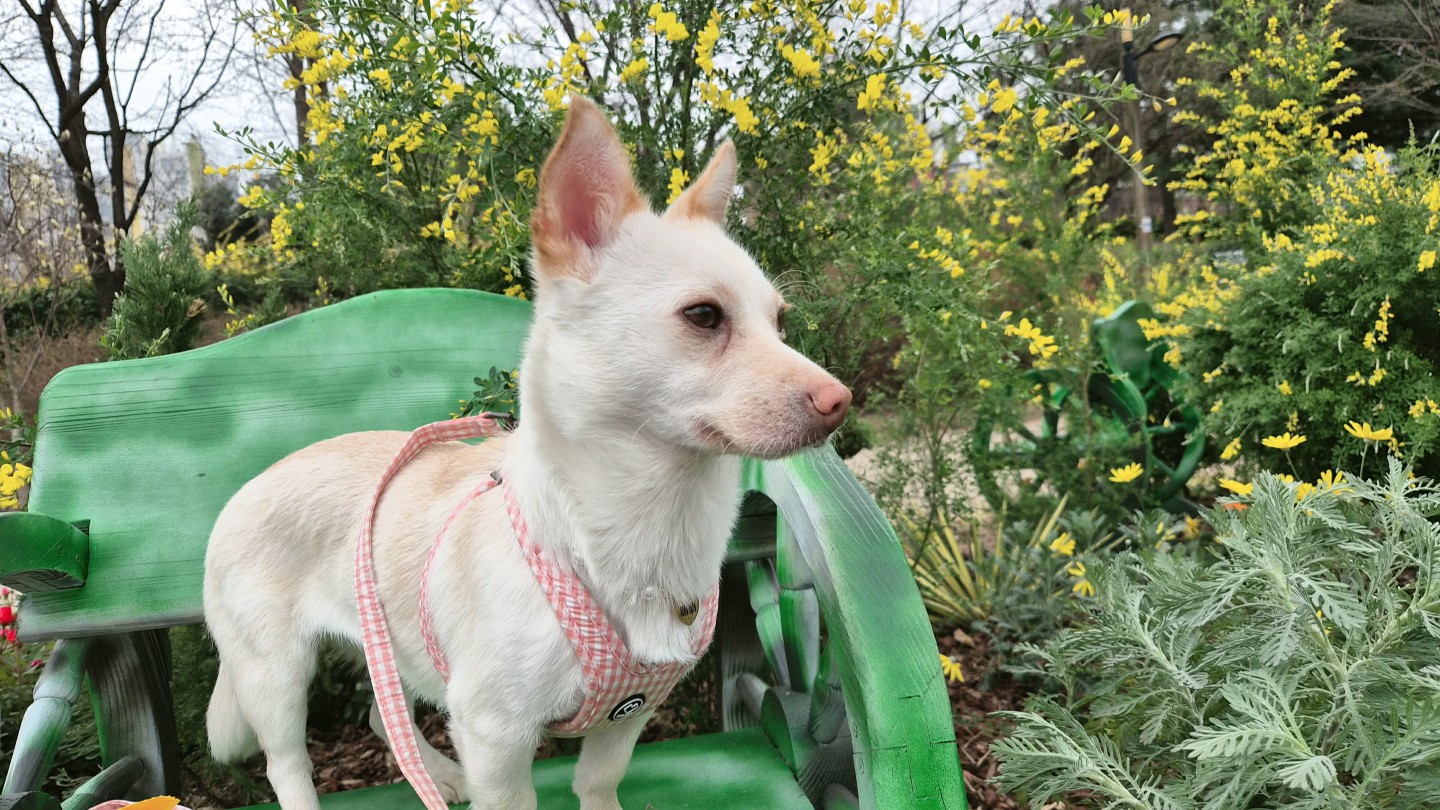 강아지 삐삐를 찾습니다 도와주세요