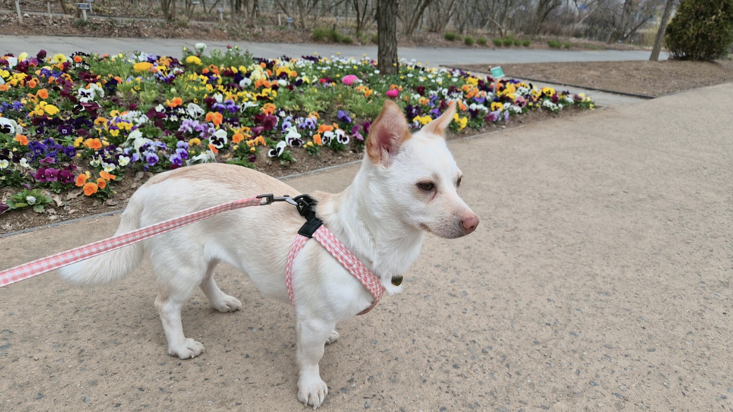 강아지 삐삐를 찾습니다 도와주세요