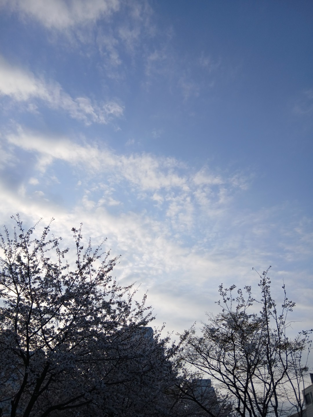 이쁜 벚꽃 보고 왔어요