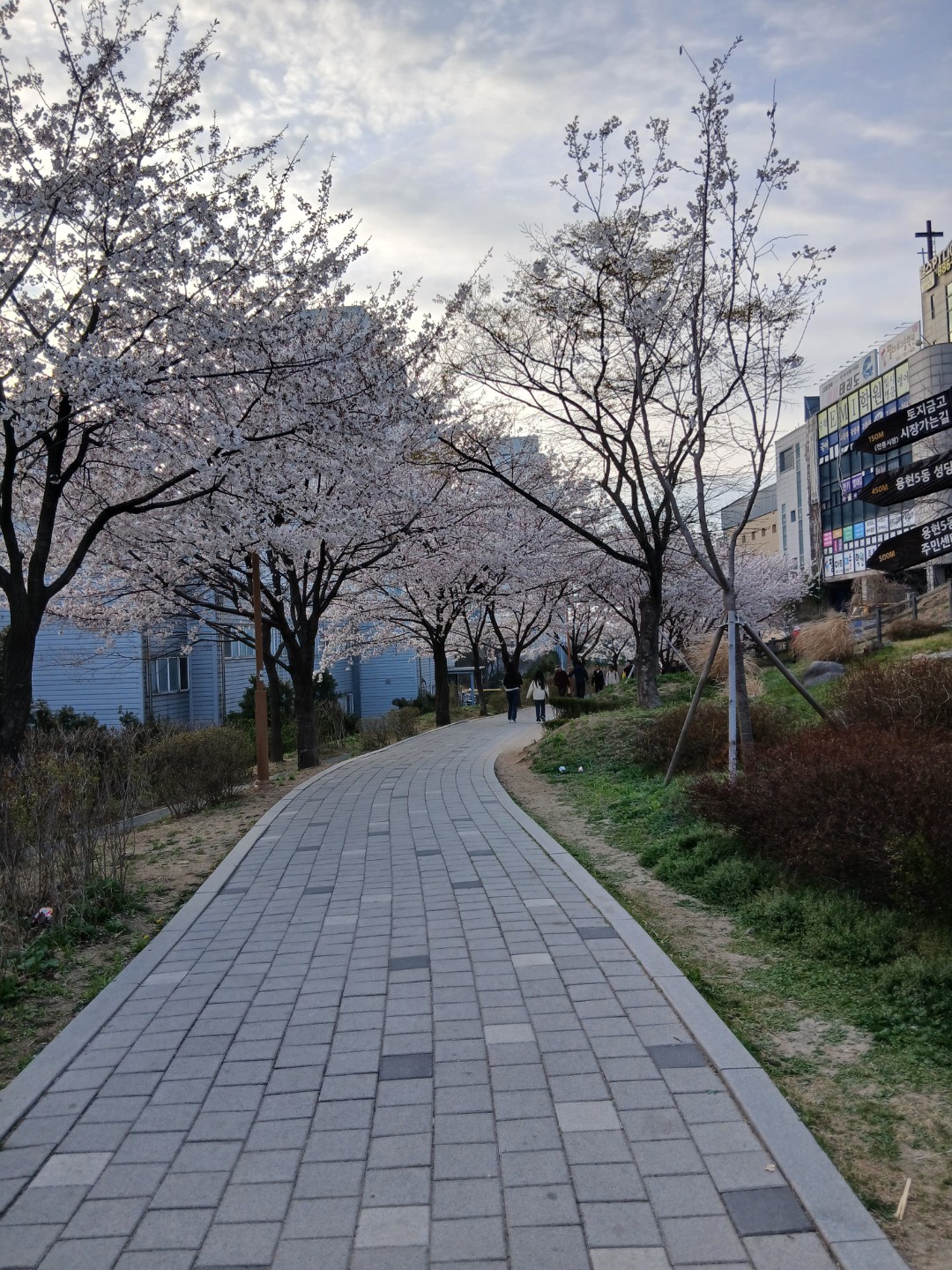 이쁜 벚꽃 보고 왔어요