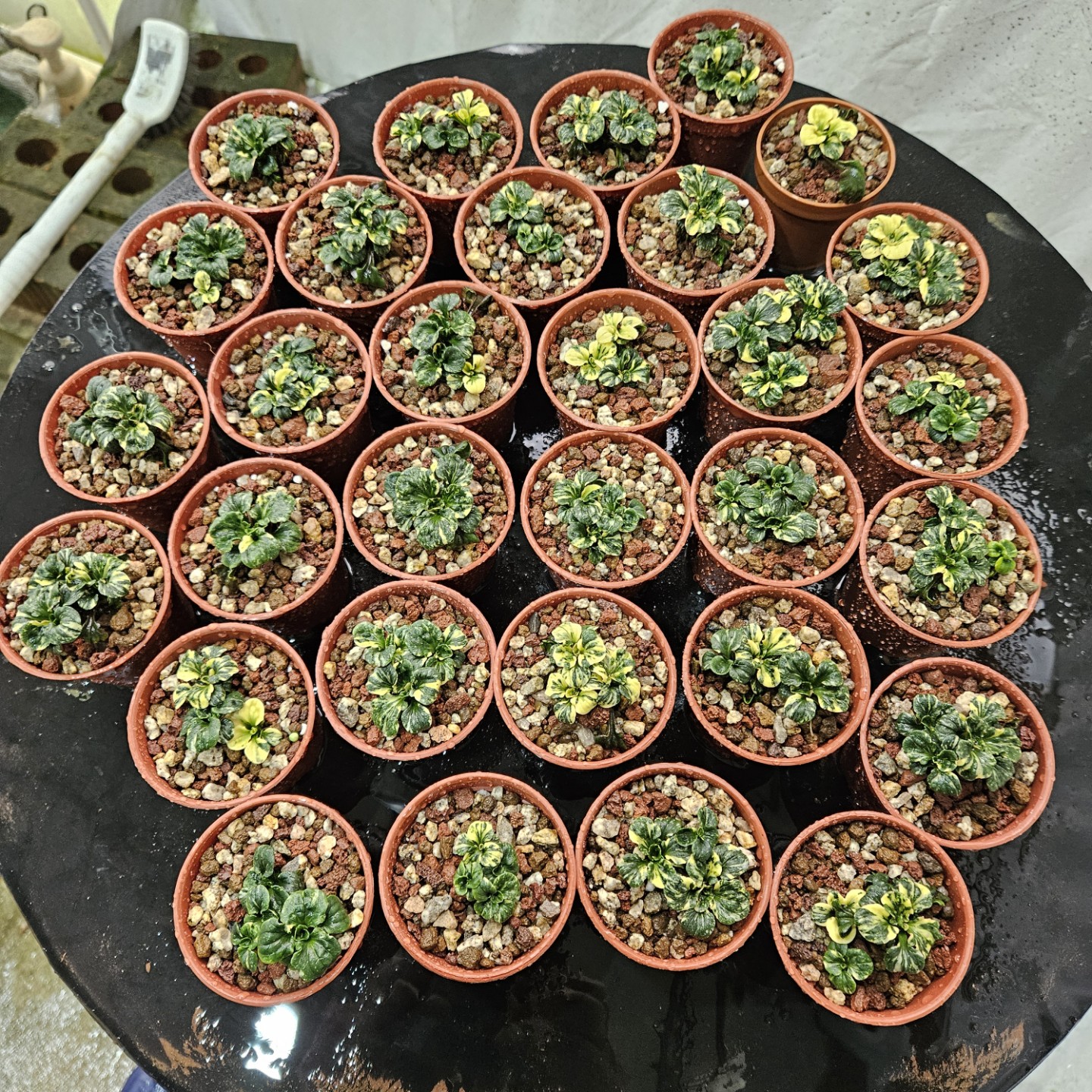 Post image 5
