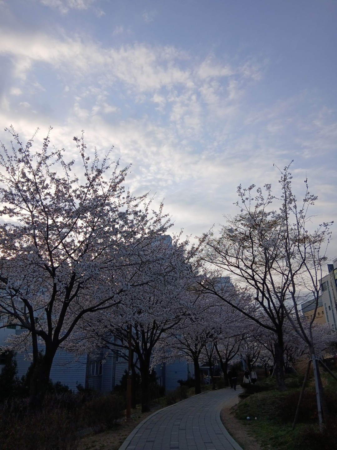 이쁜 벚꽃 보고 왔어요