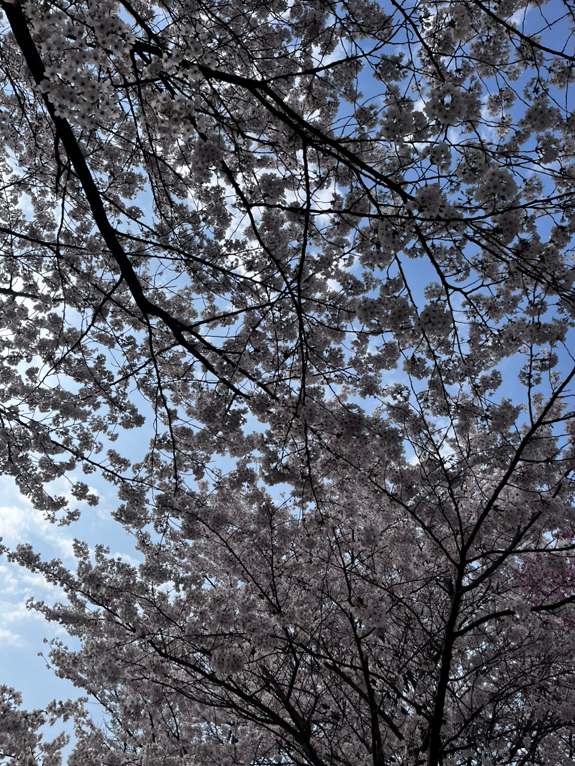 꽃놀이 다녀오셨나요?