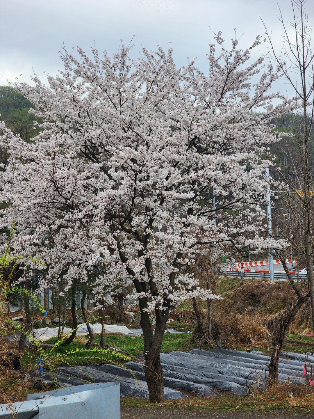 Post image 13