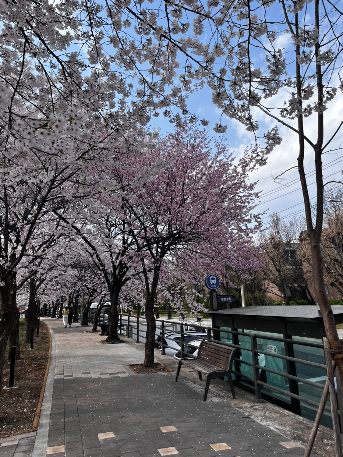 꽃놀이 다녀오셨나요?