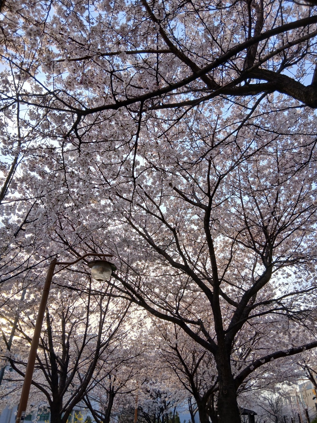 이쁜 벚꽃 보고 왔어요