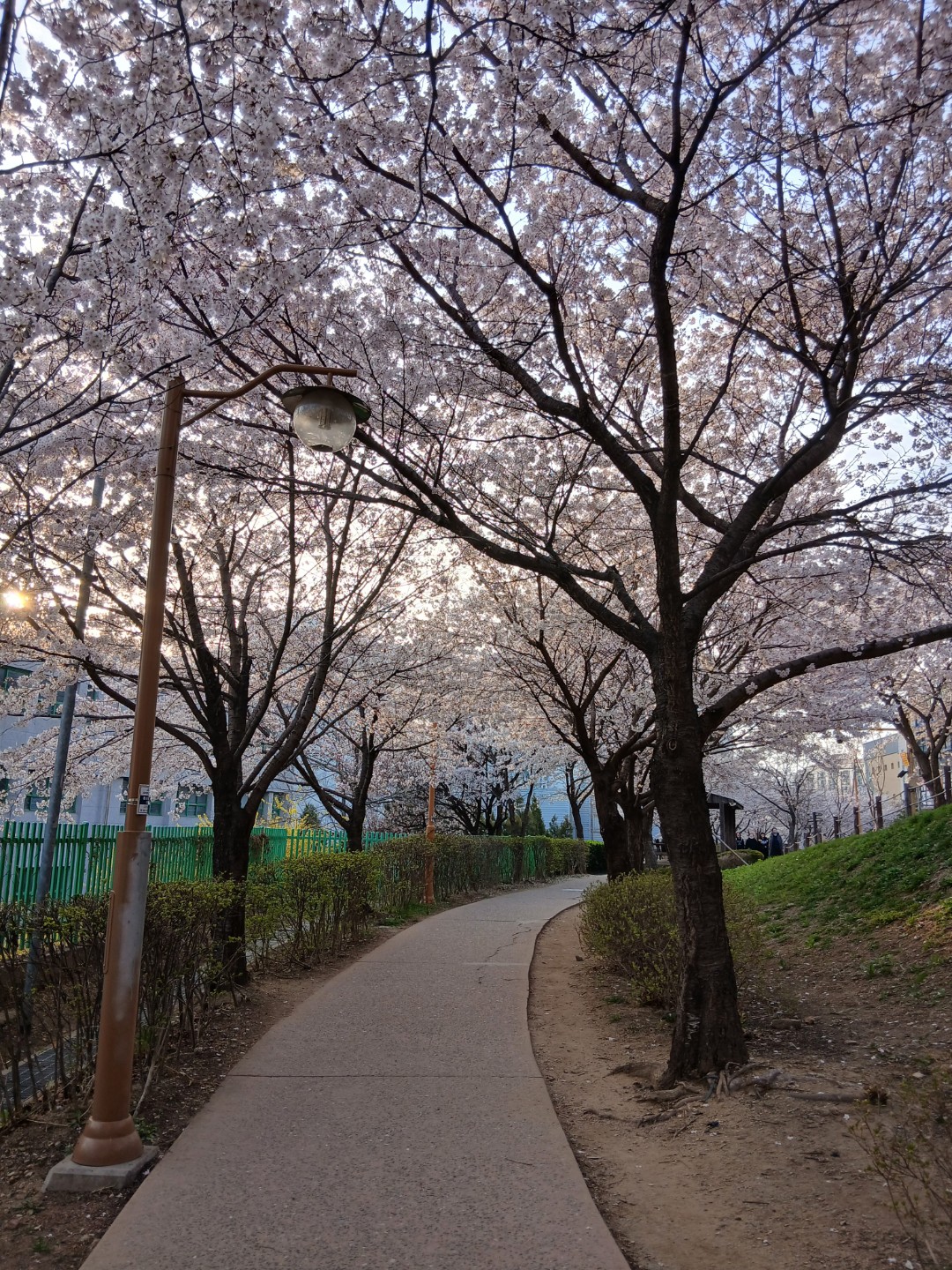 이쁜 벚꽃 보고 왔어요