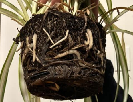 식물 키우기 초보자들이 가장 자주 하는 실수