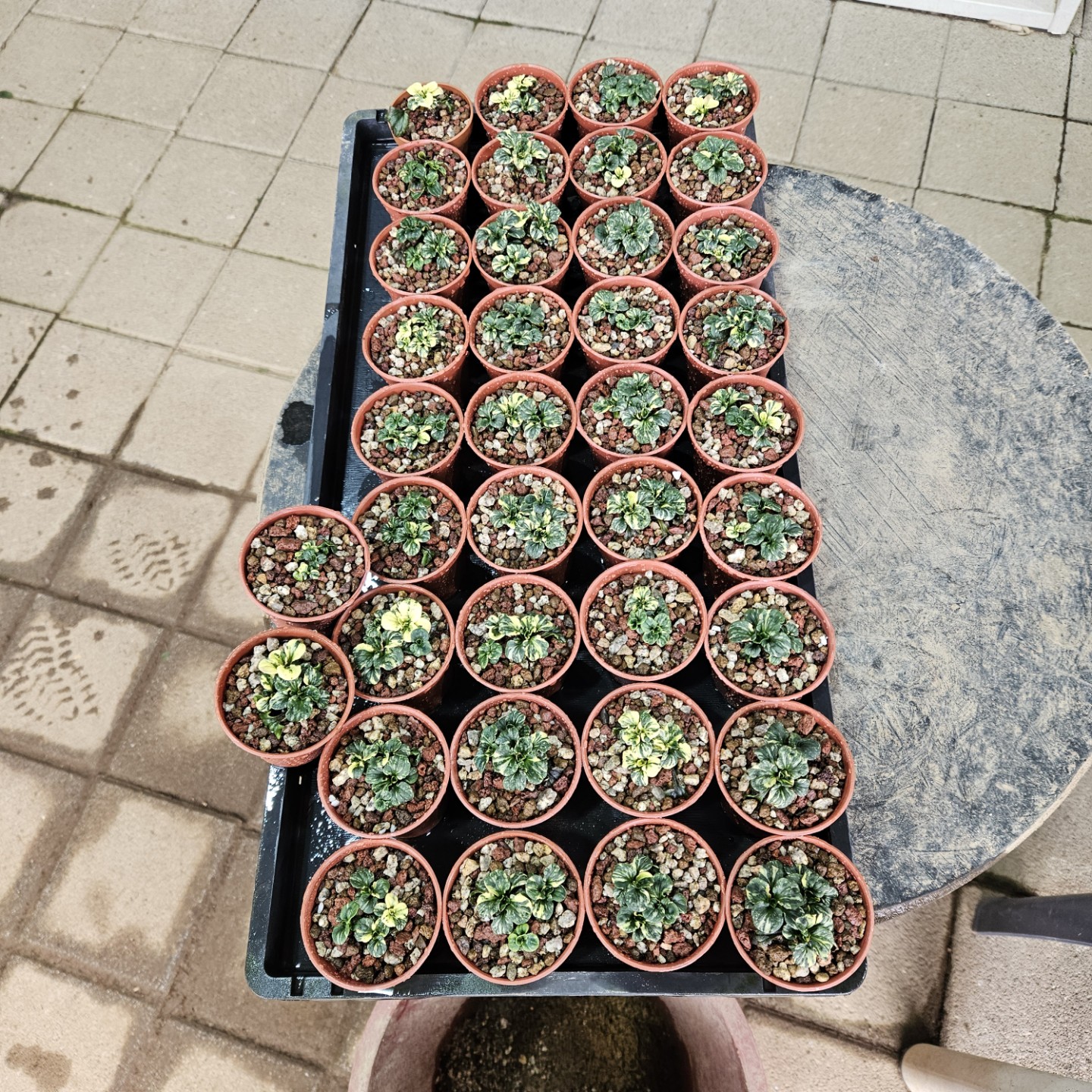 Post image 3