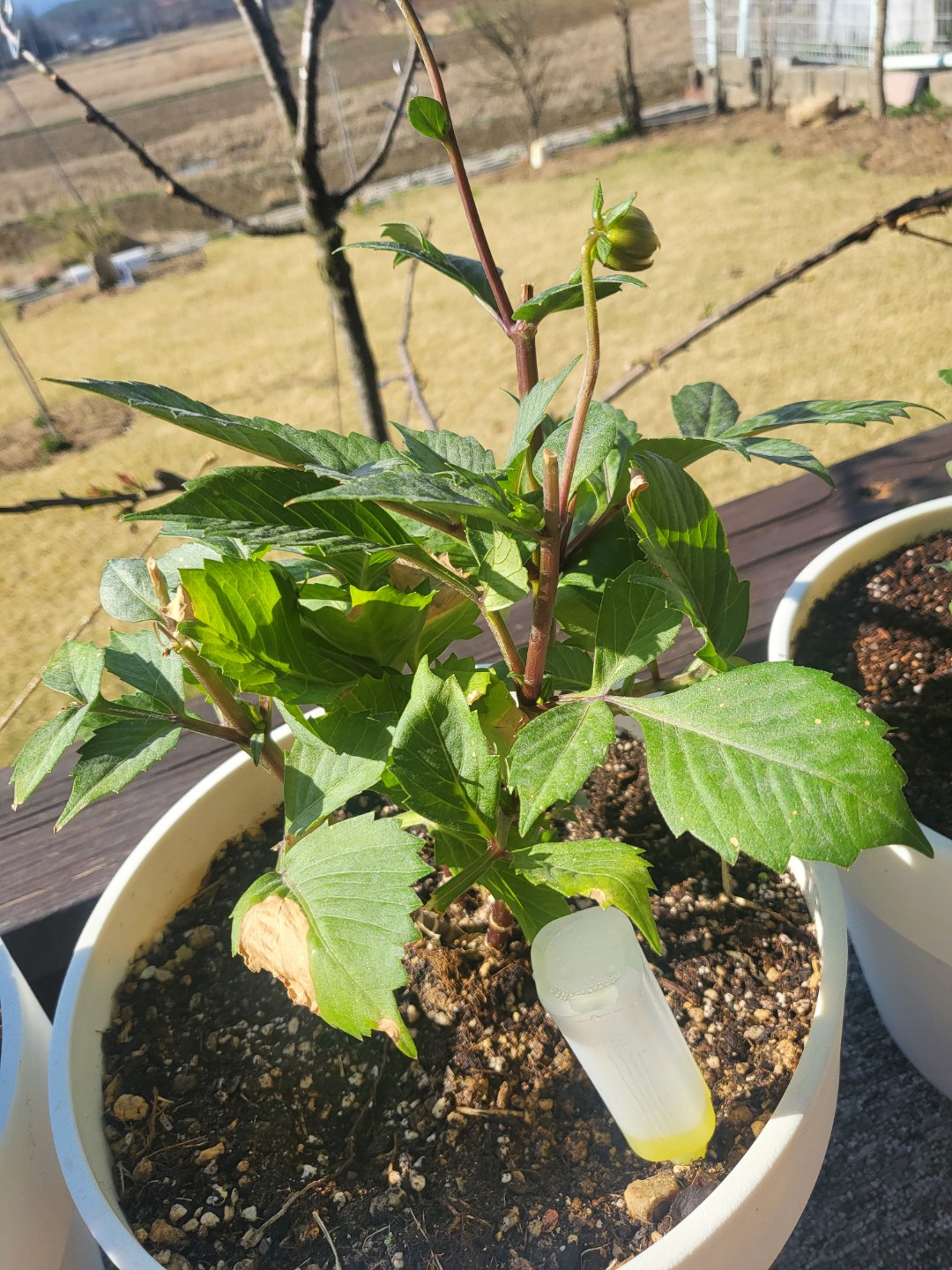 Post image 3