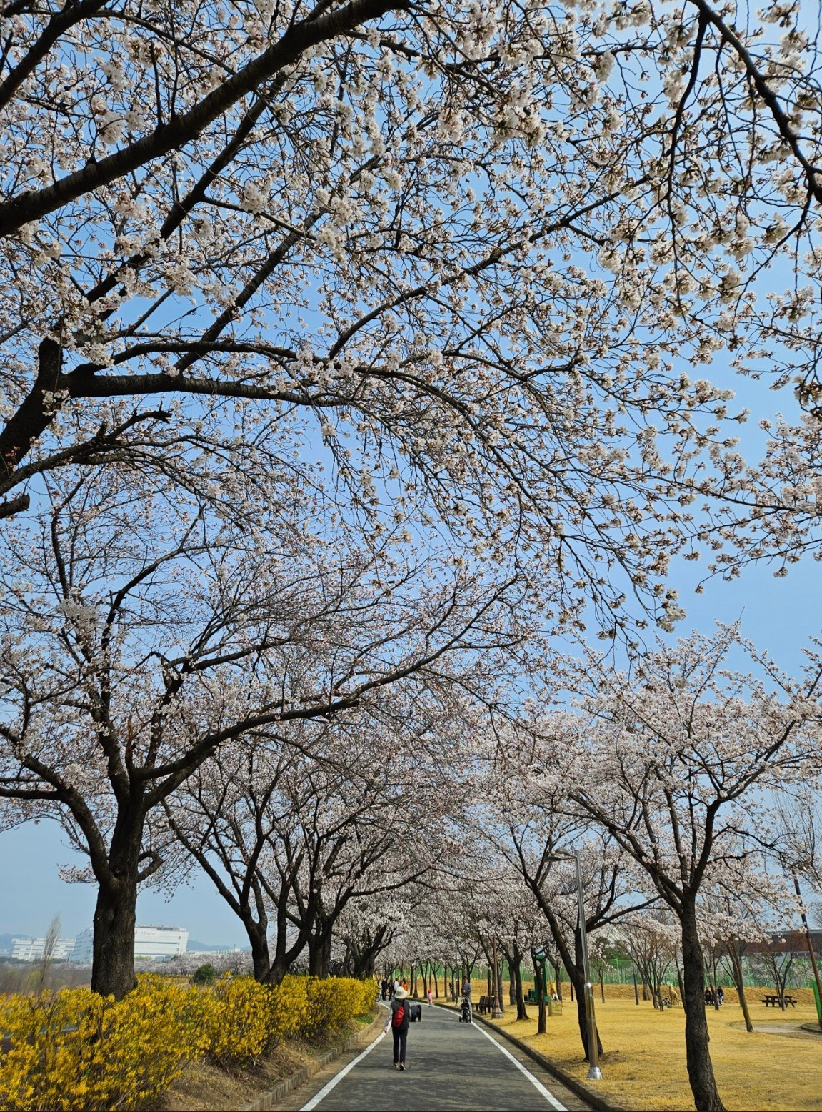 용인 벚꽃명소