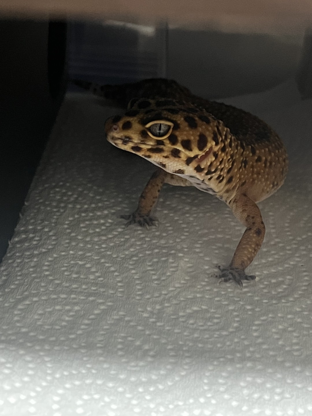 레오파드 게코 무료분양