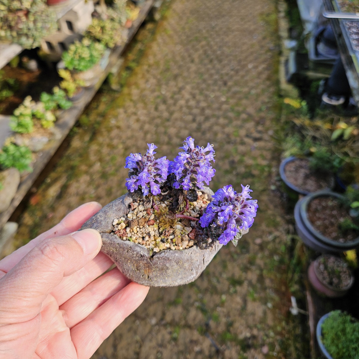 Post image 4