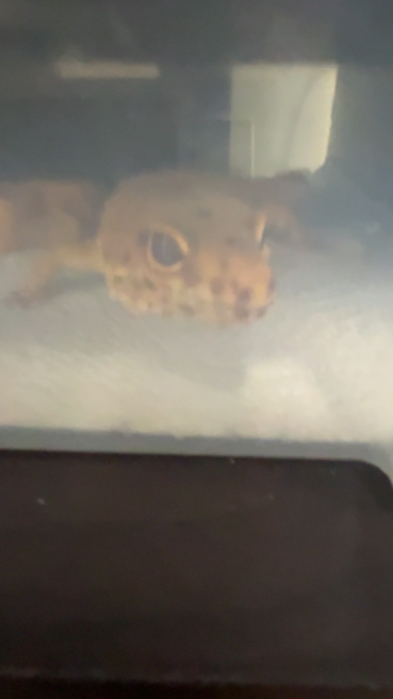 레오파드 게코 무료분양