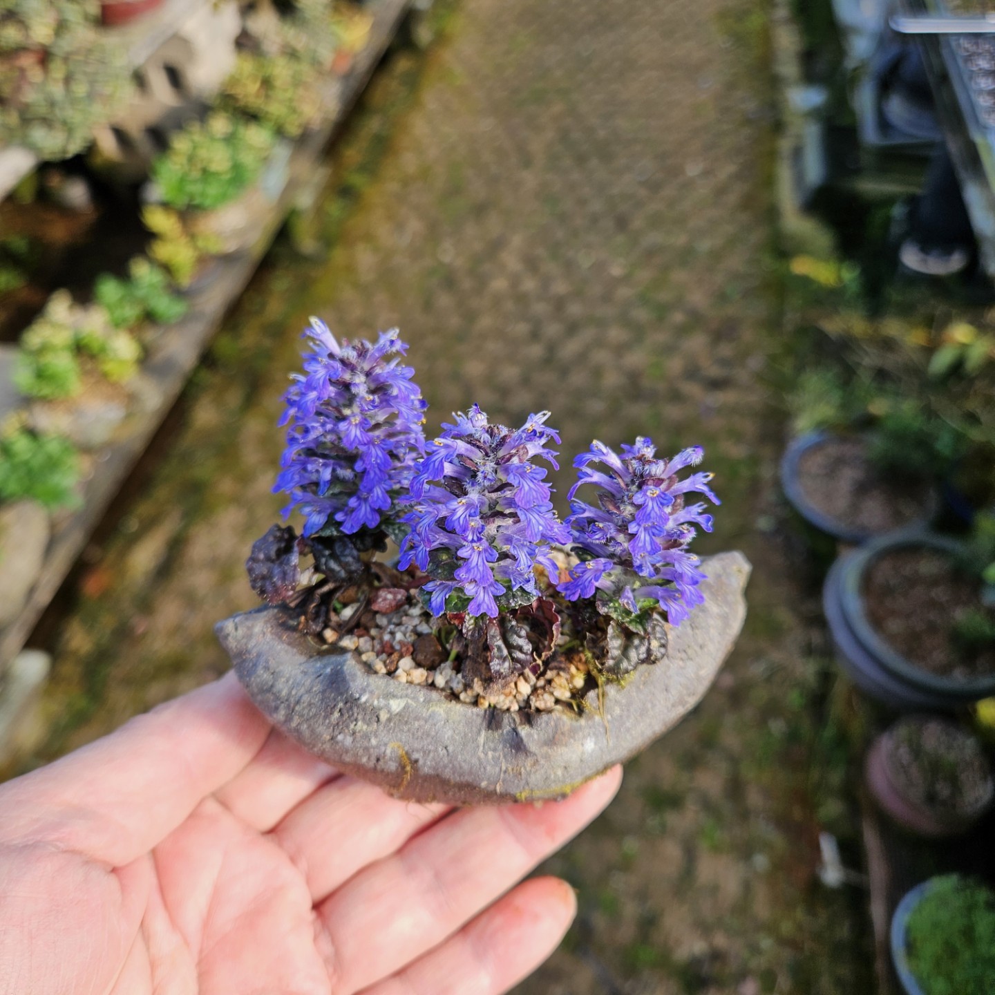 Post image 5