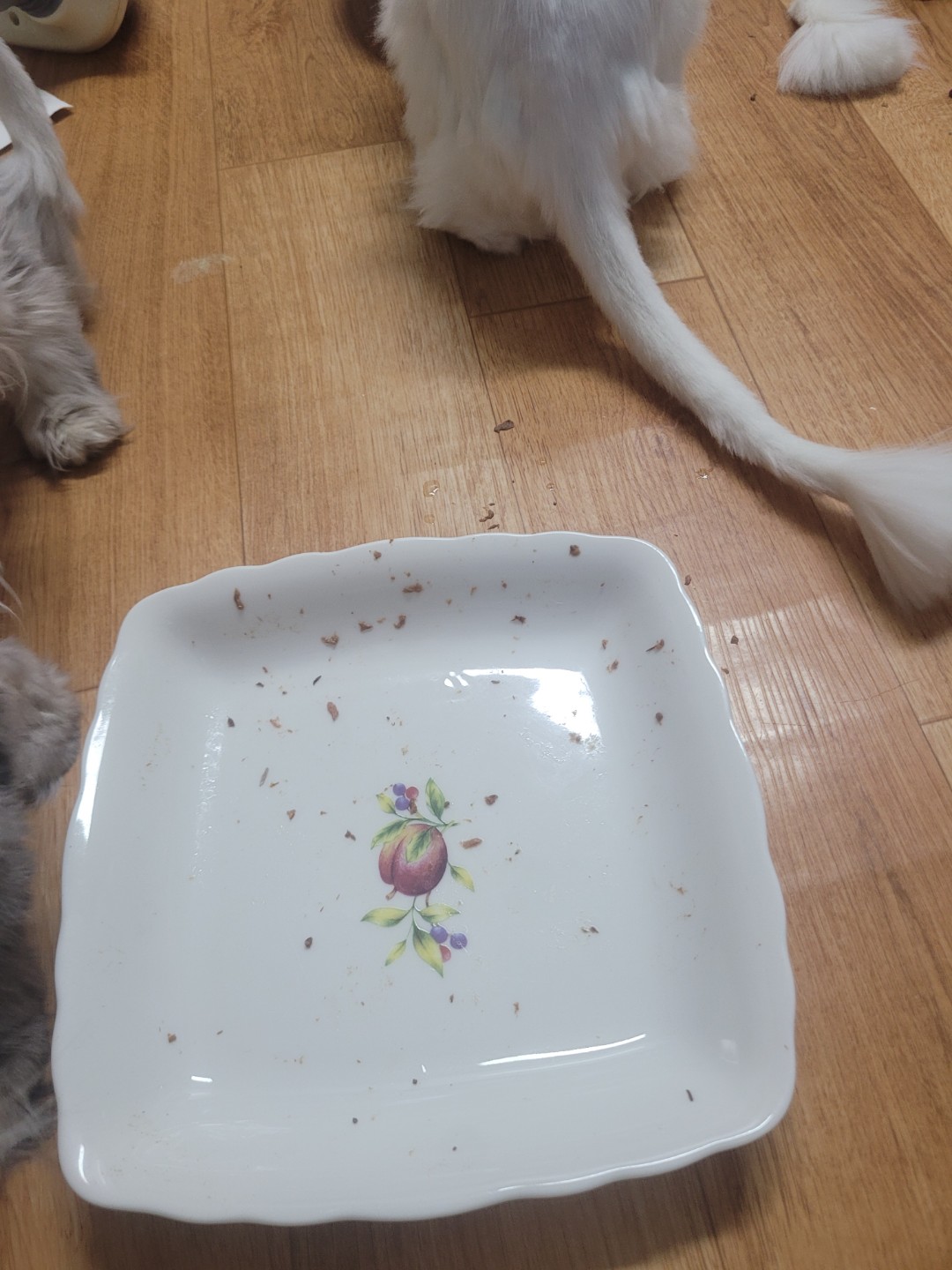 간식캔 매일 먹여도 될까요?