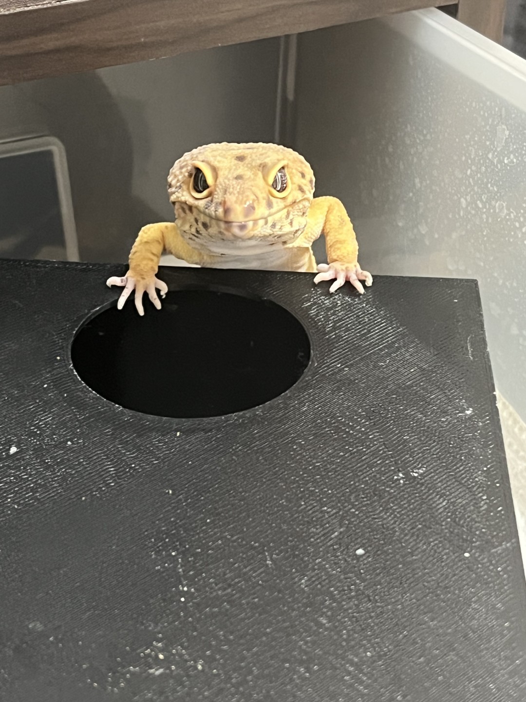 레오파드 게코 무료분양