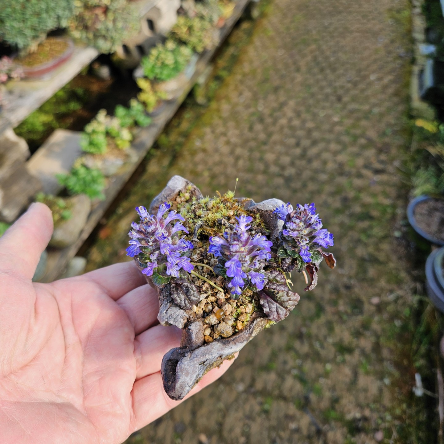 Post image 6