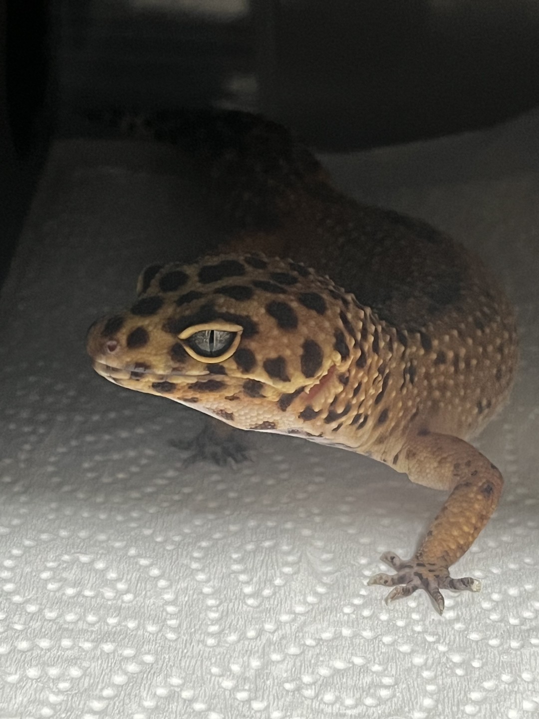 레오파드 게코 무료분양