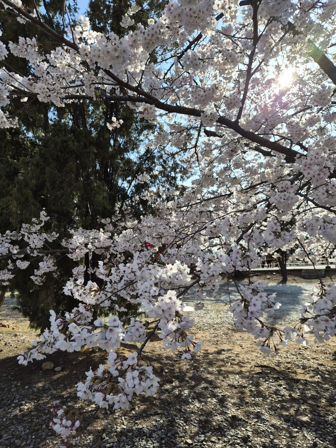 Post image 22
