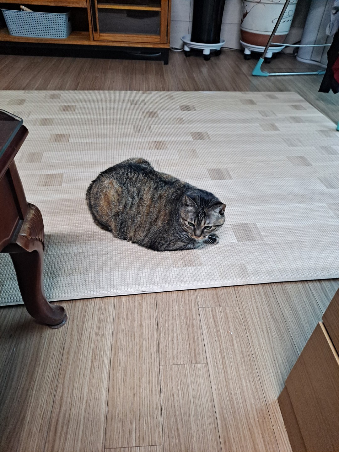 아직 자는중 쿨쿨~