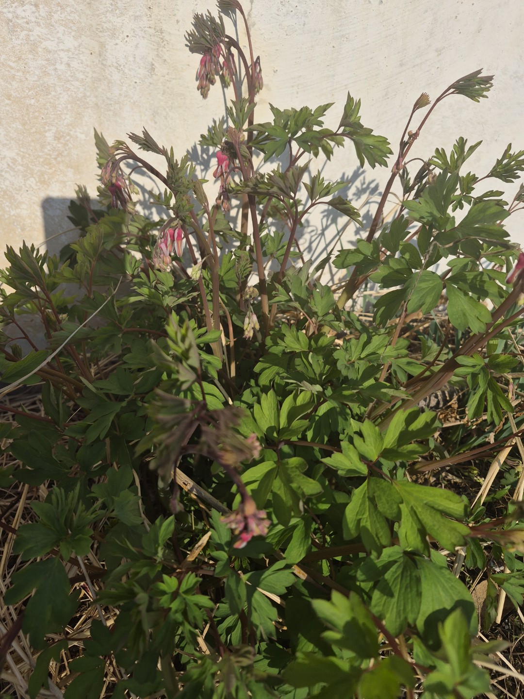 Post image 5