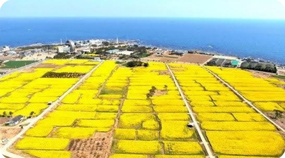국내최대 유채꽃 단지  호미곶,경주여행