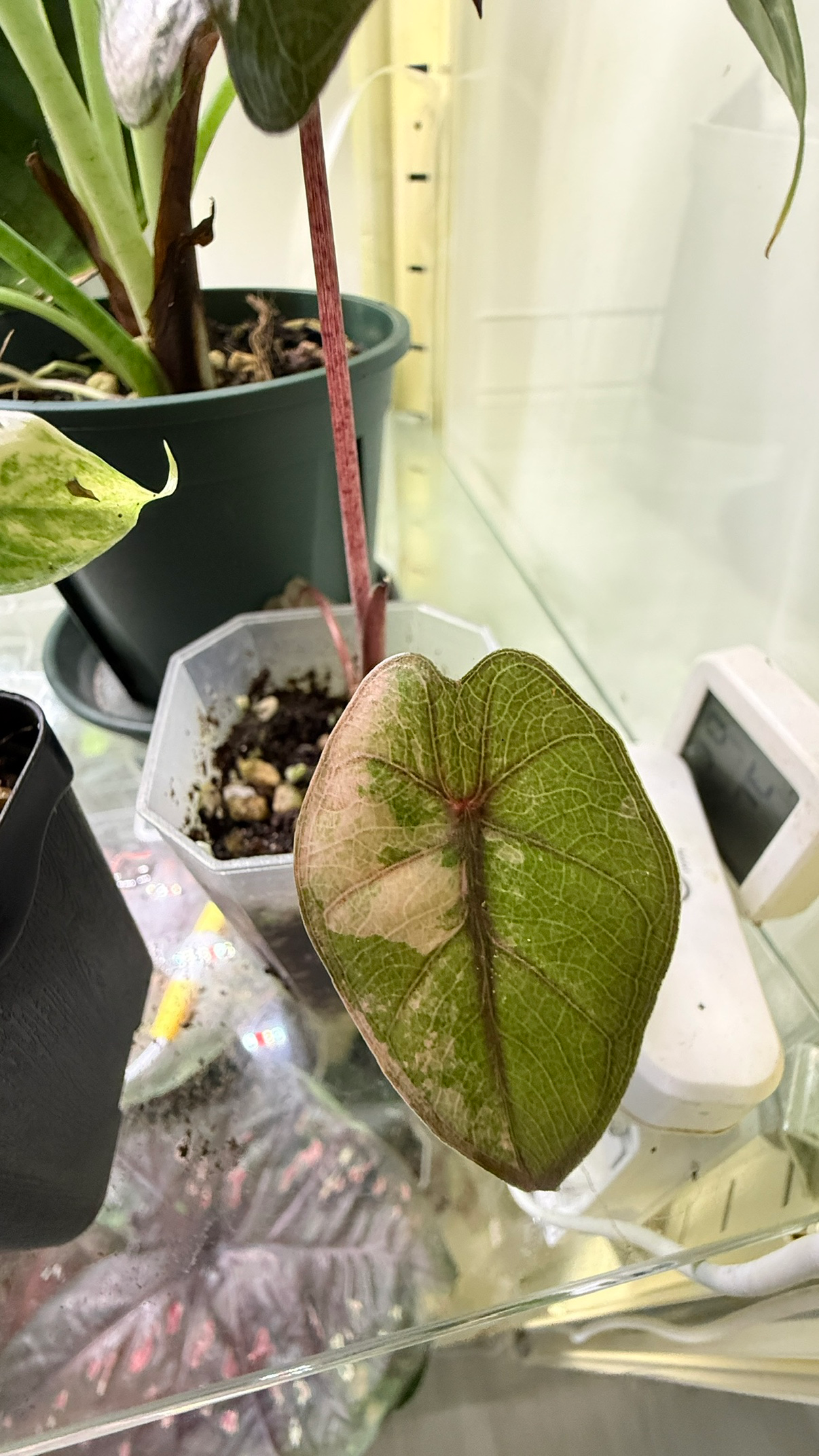 Post image 8