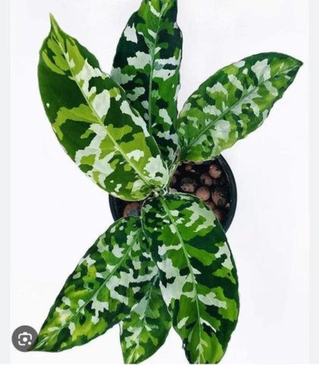 Post image 13