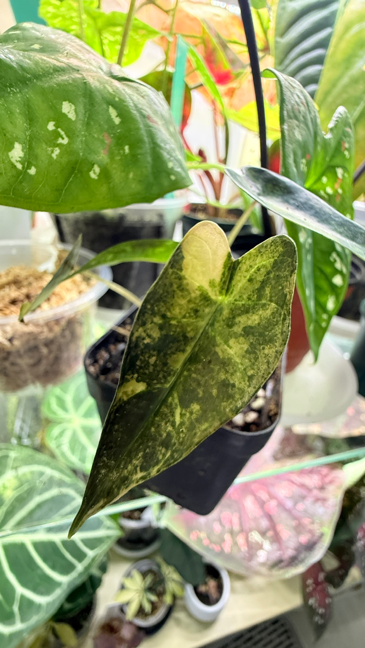 Post image 5