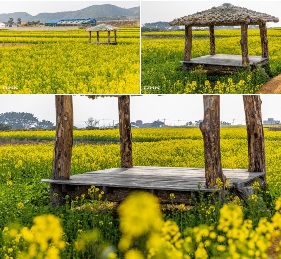 국내최대 유채꽃 단지  호미곶,경주여행