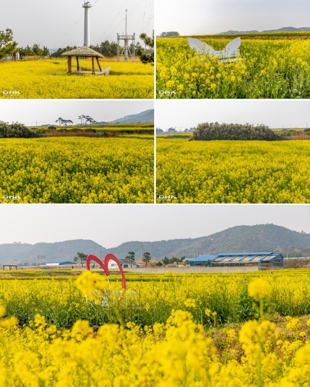 국내최대 유채꽃 단지  호미곶,경주여행