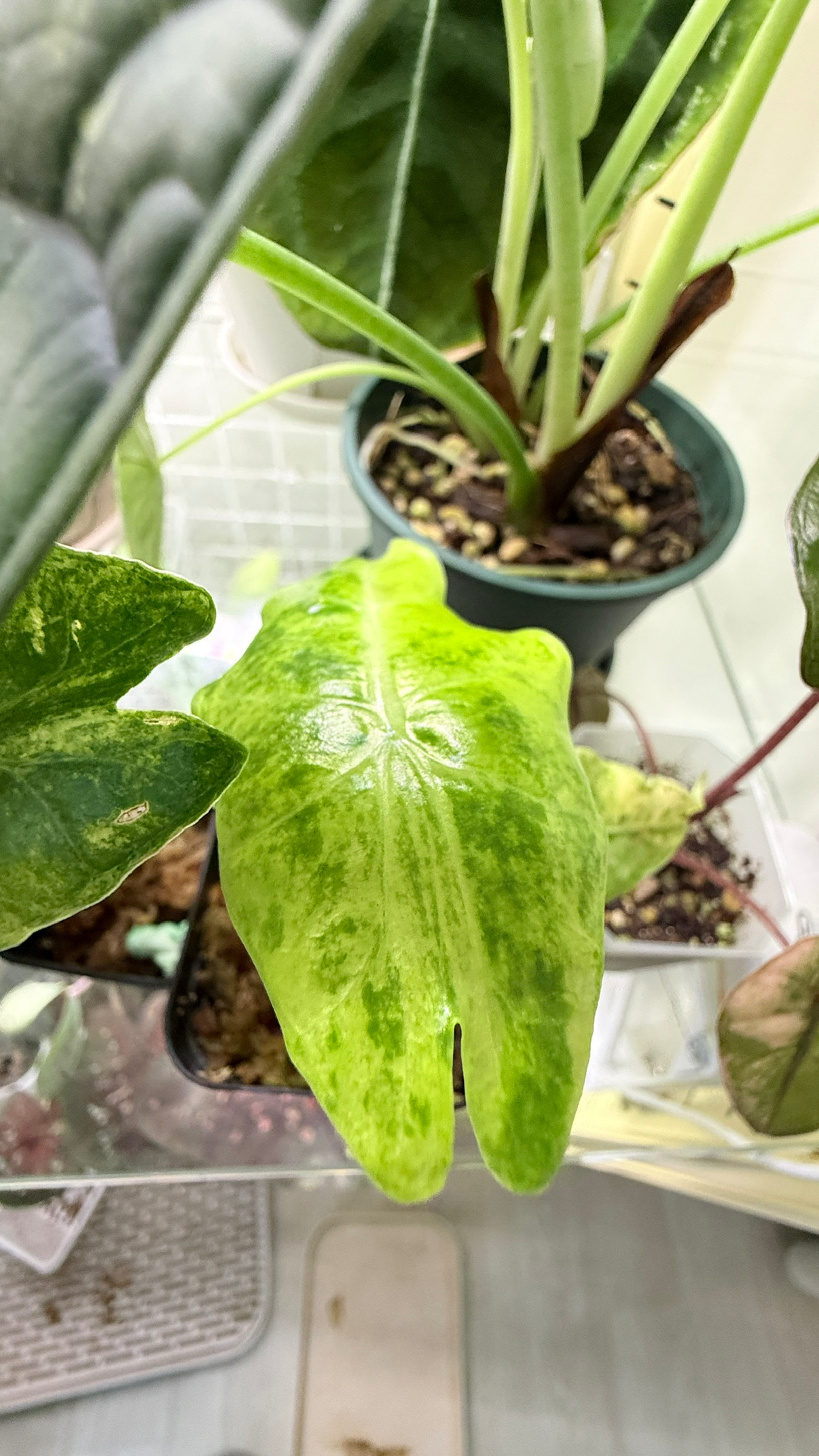 Post image 7