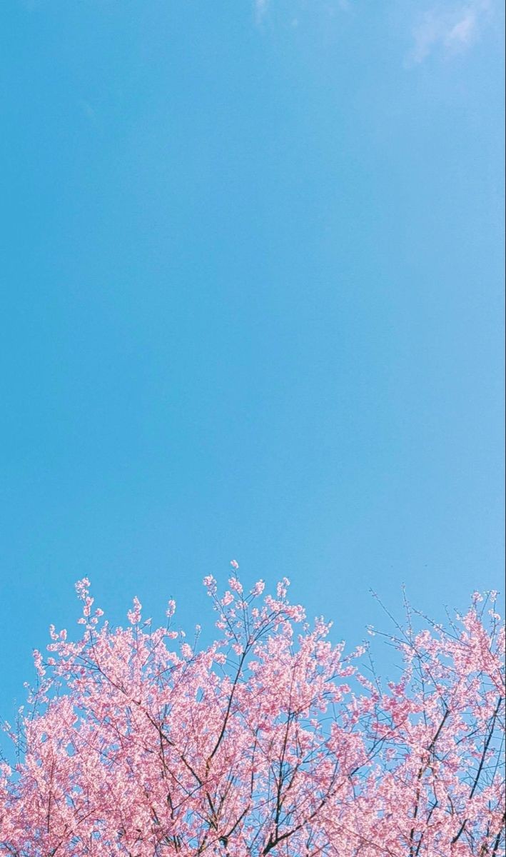 🌸 벚꽃