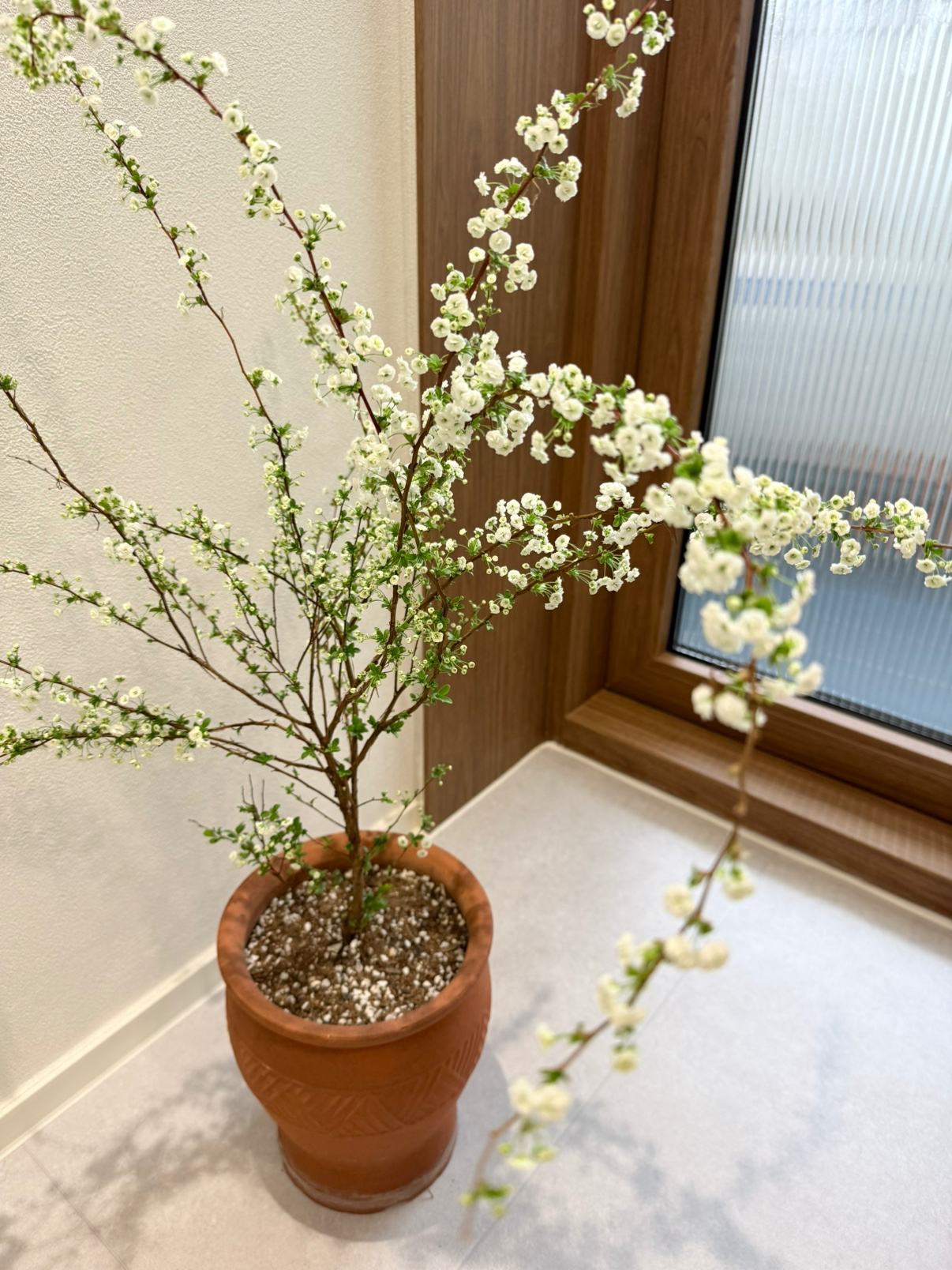 봄에 꽃이 피는 장미조팝의 매력