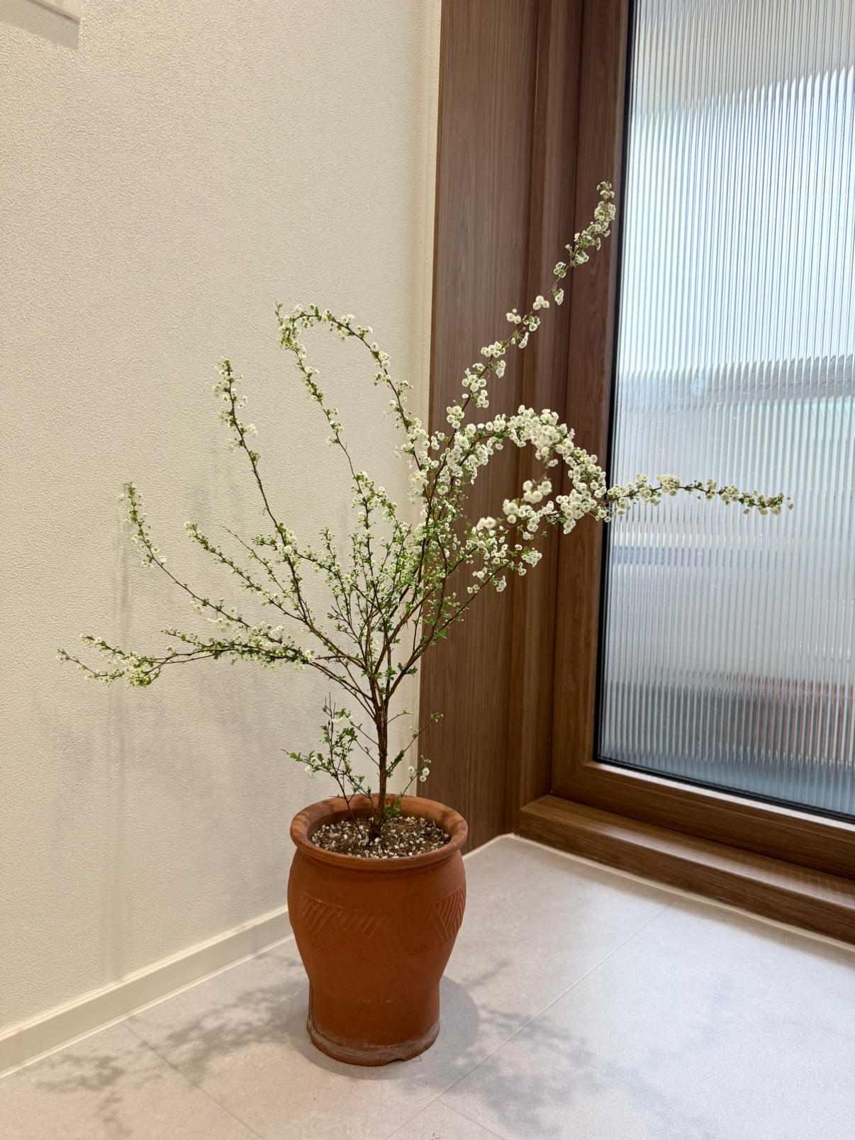 봄에 꽃이 피는 장미조팝의 매력