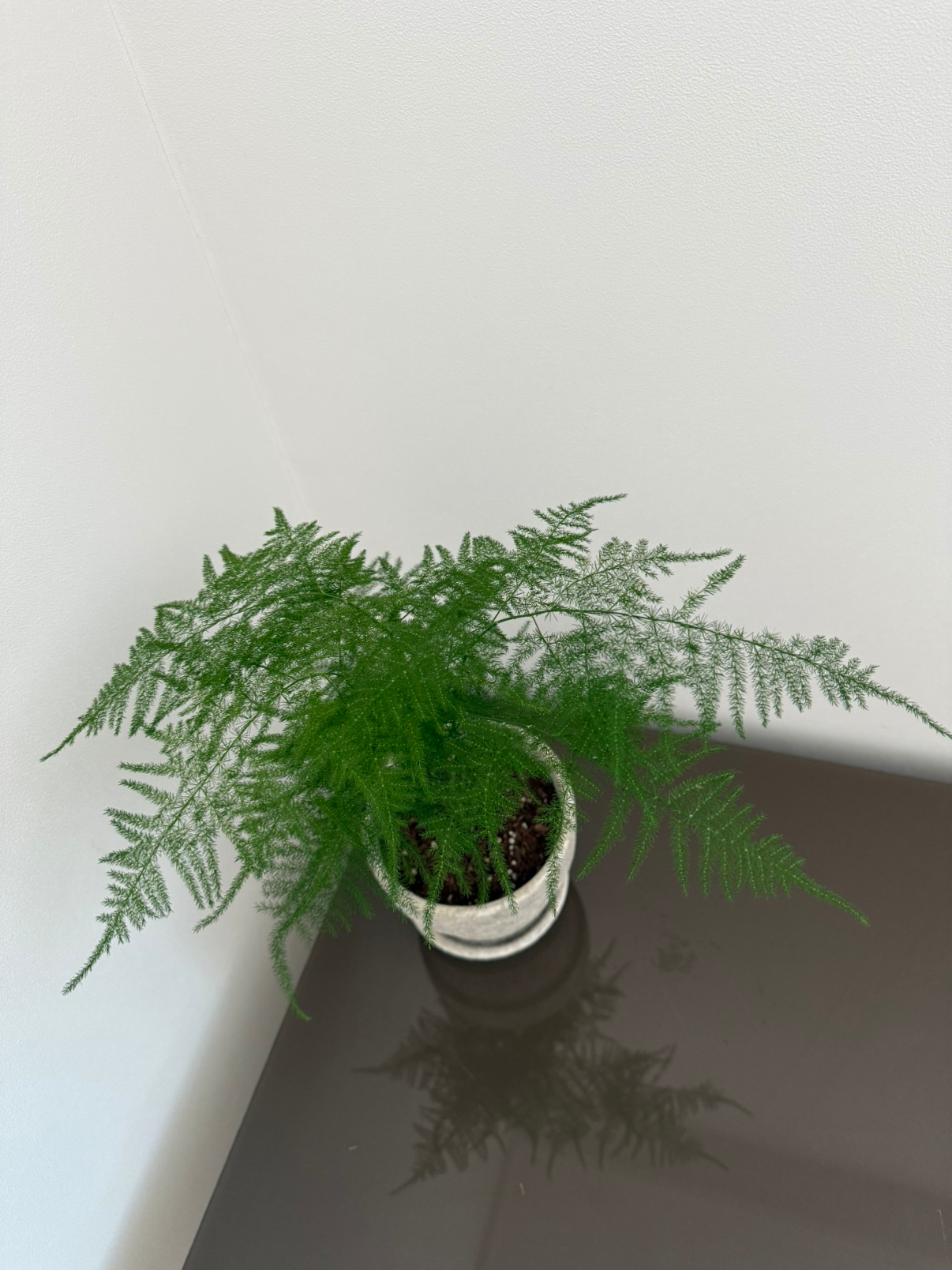 사무실에서도 잘 자라는 아스파라거스 나누스, 관리 팁 한 번에 정리