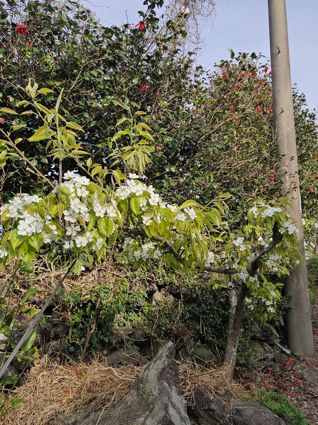 Post image 4