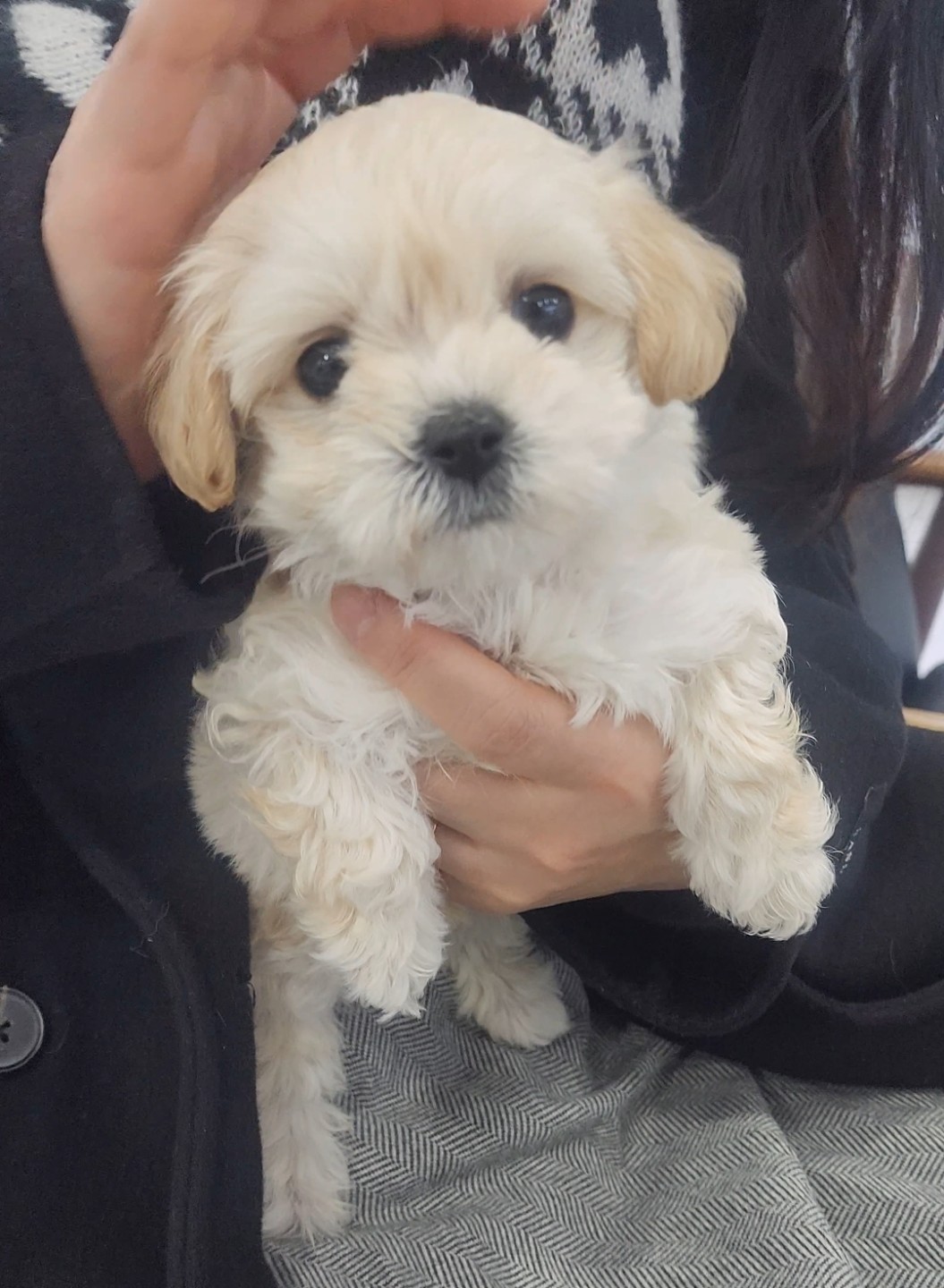 울 두부 입양받은 첫날 입니다.