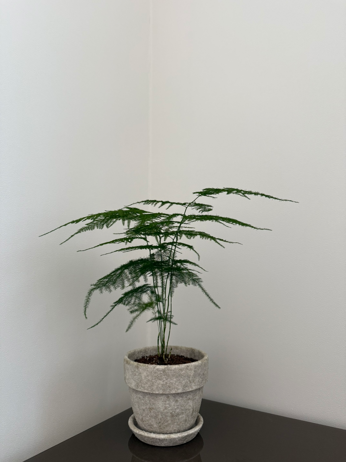 사무실에서도 잘 자라는 아스파라거스 나누스, 관리 팁 한 번에 정리