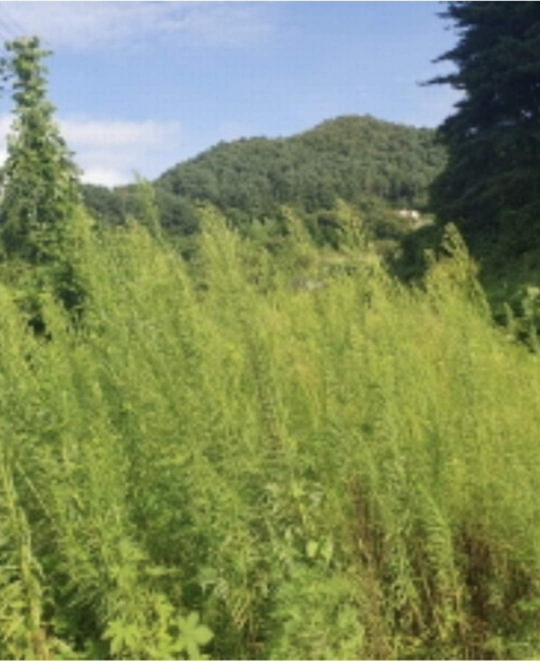 Post image 6