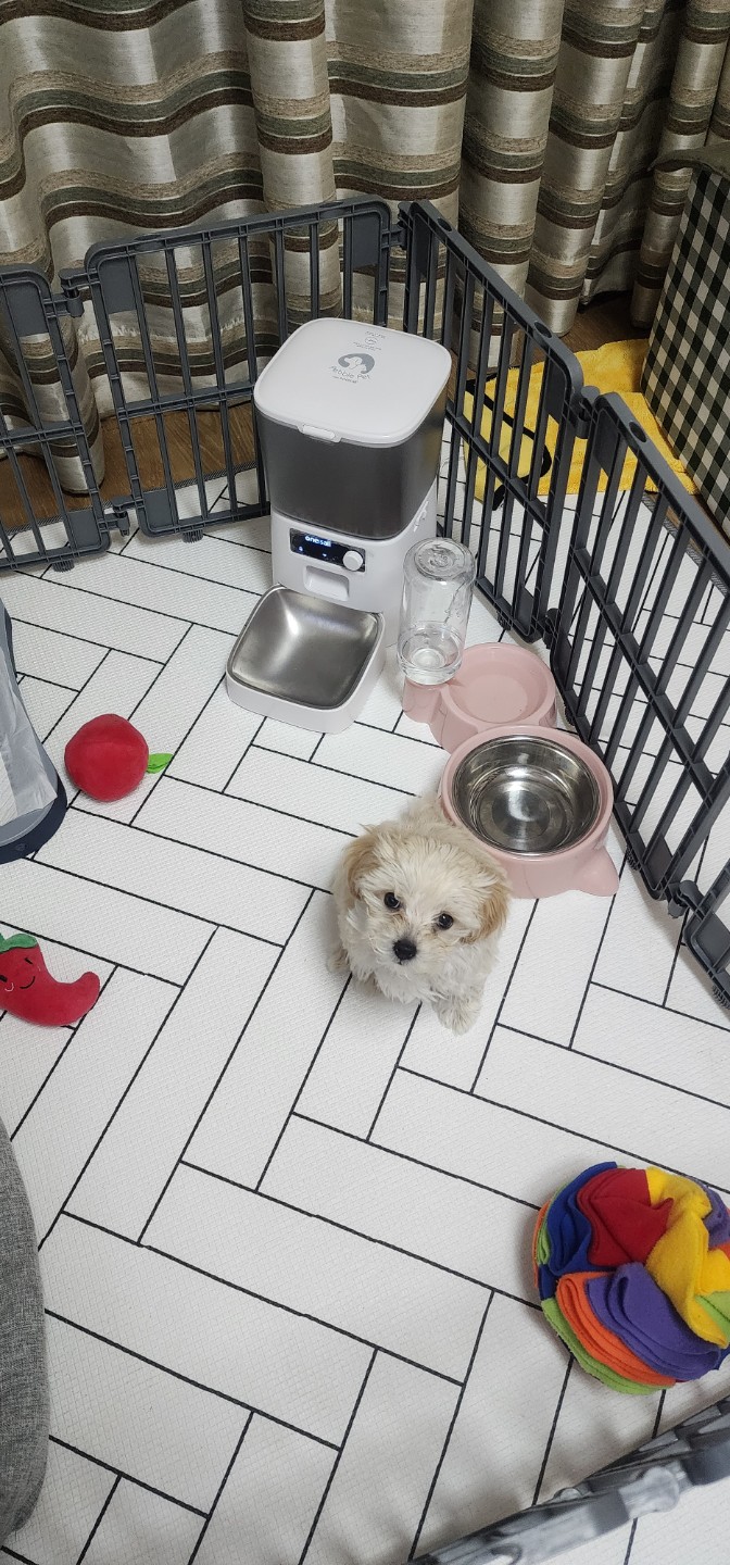 울 두부에게 사료 자동 급식기를 선물해줬어요^^