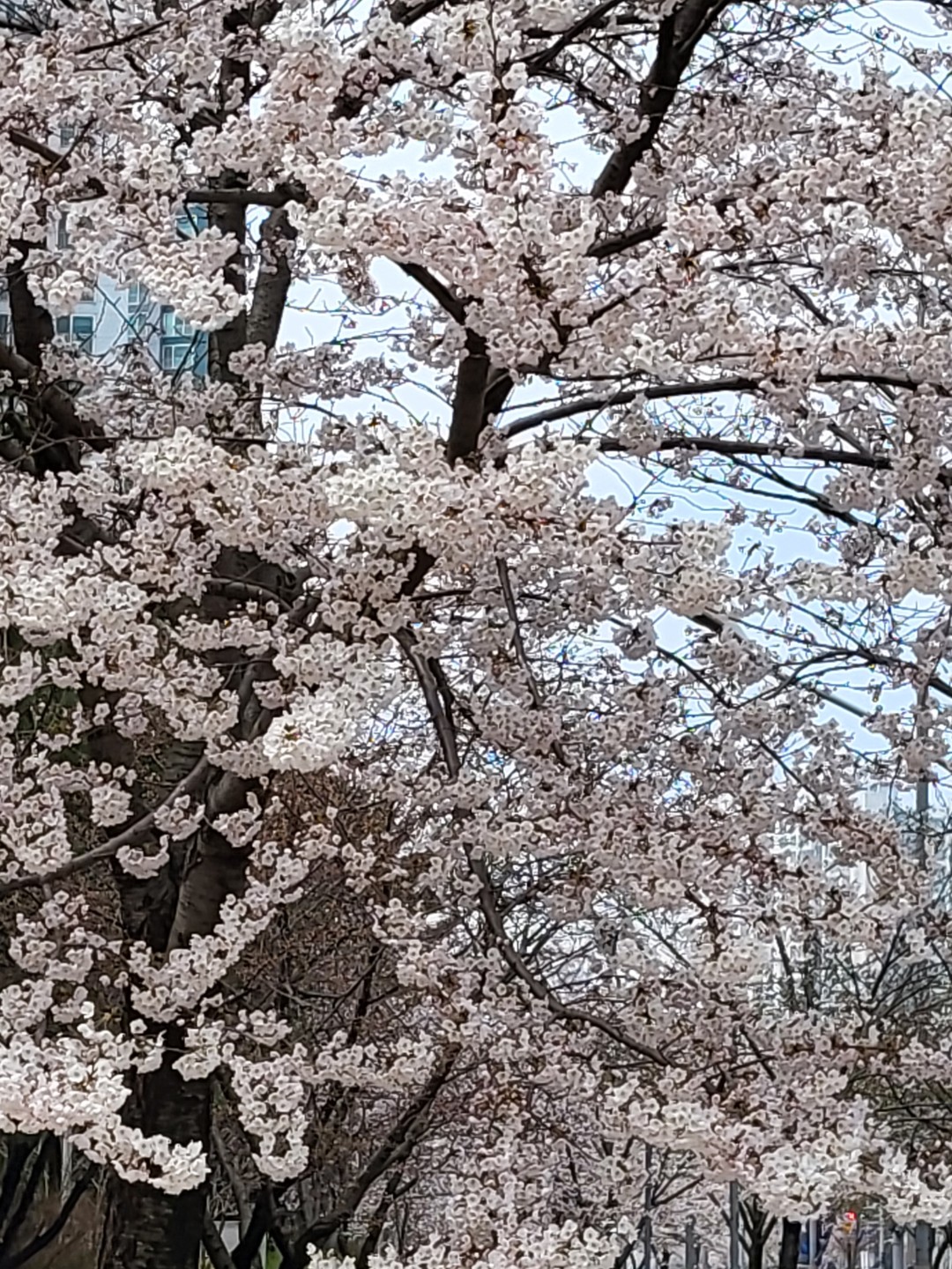 Post image 6