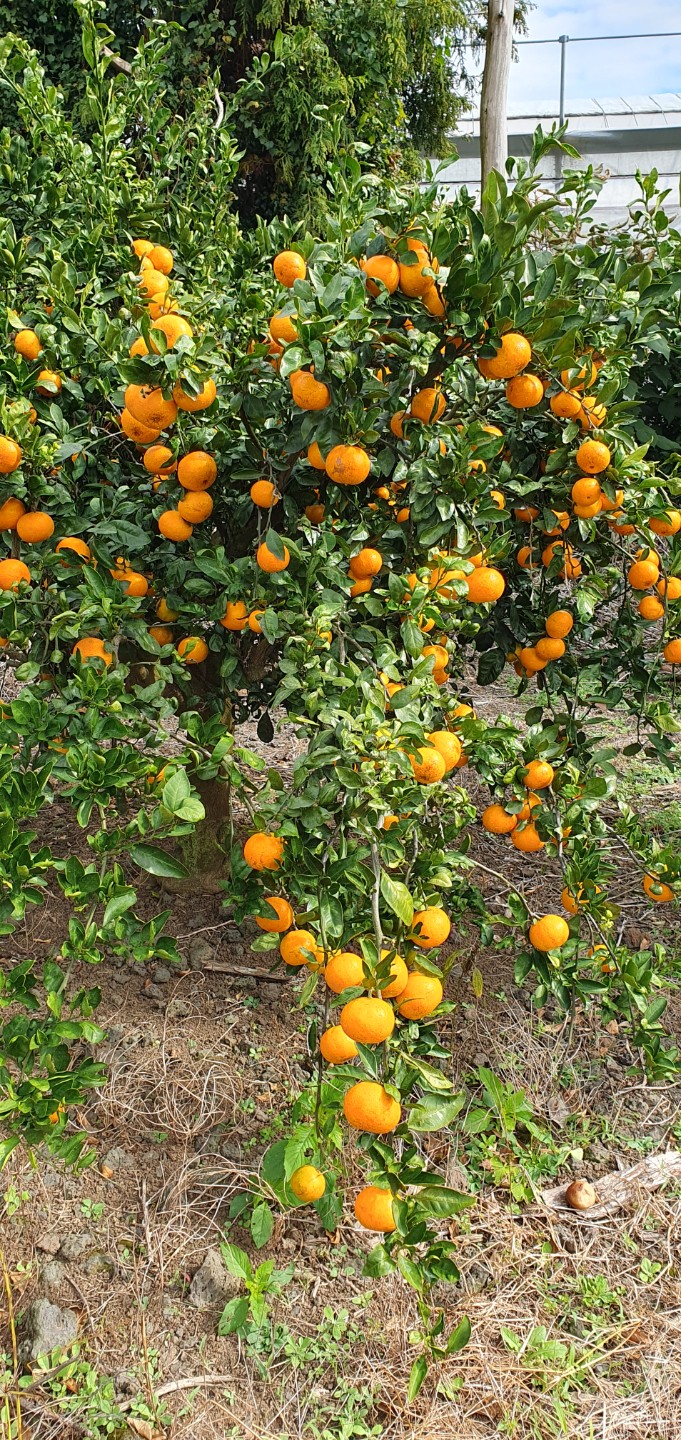 감귤 농장