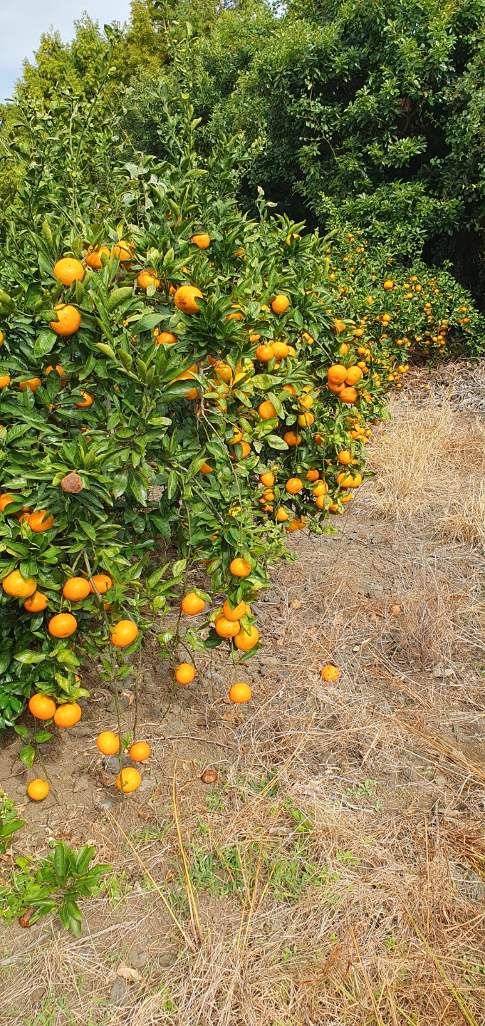 감귤 농장