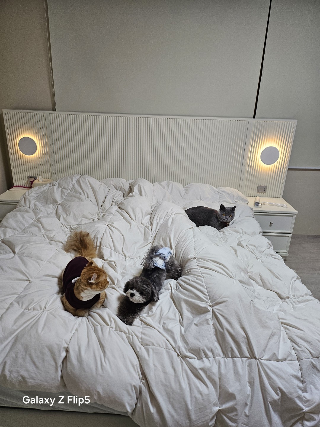 냥빨하기 개편한 집사입니다~^^